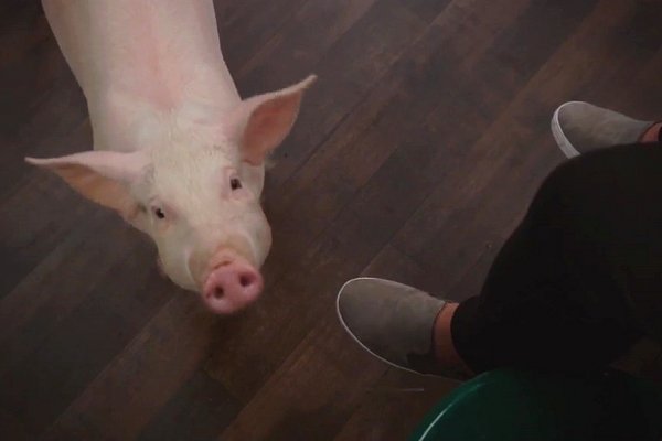 Titulky k American Housewife S02E06 - The Pig Whisperer